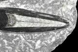 Polished Orthoceras (Cephalopod) Plate - #68369-2
